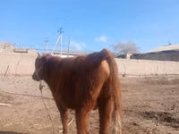 Bovins (lot, sexe non indiqué), Bovins — photo 4