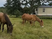 Caballo, Mule — foto 6