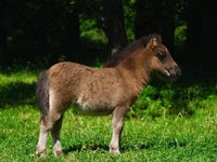 Cavalos (lote, sexo não especificado), Shetland Pony — foto 4