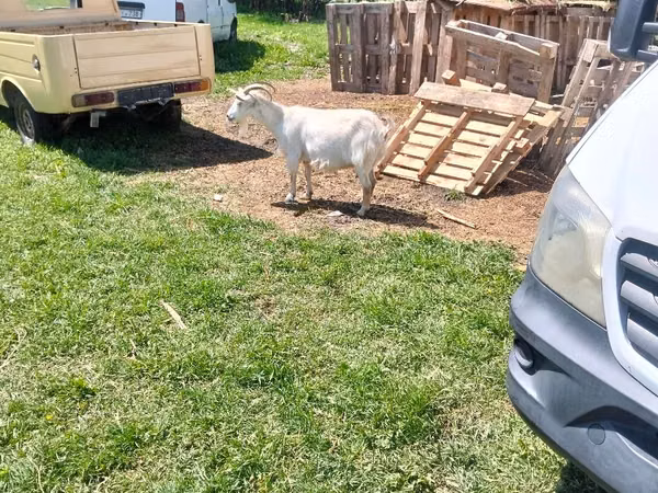 Capră, Capre