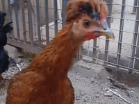Chickens — फ़ोटो 1