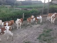 Taureau, Simmental cattle — photo 2