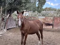 母马, Friesian sport horse — 照片 3