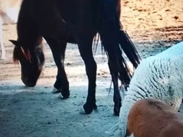 Iapă, Welsh Mountain Pony