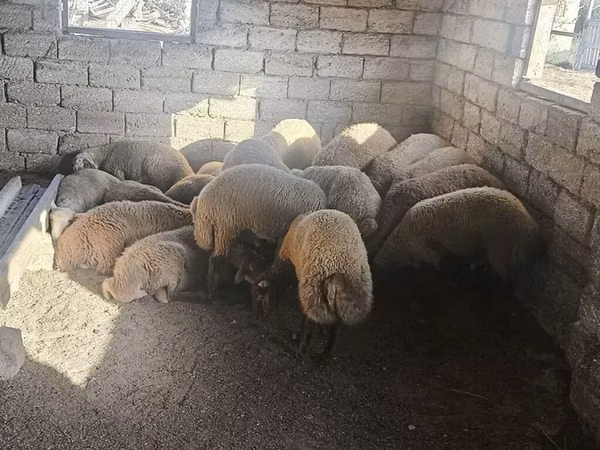 公羊, Sheep