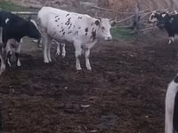 Vaca, Russian Black pied cattle — foto 5
