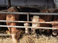 Bovine (lot, sex nespecificat), Simmental cattle — foto 6