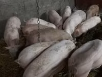 Eber, Schweine — Foto 2