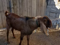Keçi, Nubian Goat — foto 2
