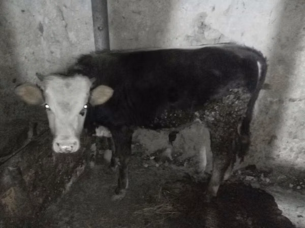 Buqa, Russian Black pied cattle