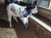 Toro, Azul Belga — foto 3