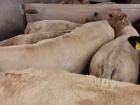 Bovine (lot, sex nespecificat), Charolais cattle — foto 7