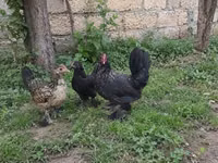 Yapon Bantam — 4-rasm