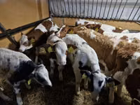 Buqa, Simmental cattle — 1-rasm