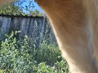 Vacă, Bovine — foto 5