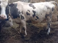 Bovins (lot, sexe non indiqué), Russian Black pied cattle — photo 4
