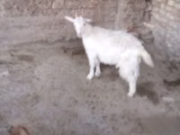 母山羊, Goats — 照片 3