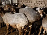 公羊, Rhon sheep — 照片 8