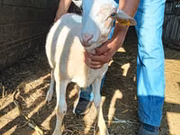 كبش, Dorper sheep — الصورة 5