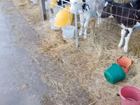 Bulle, Swiss cattle — Foto 1