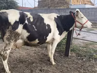 Vacă, Rasa Holstein — foto 3