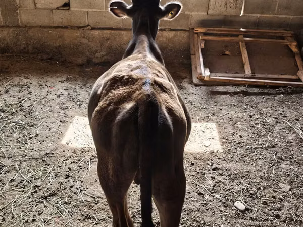 Taureau, Brune lettone