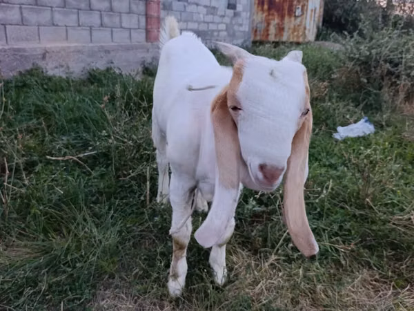 Țap, Gulabi goats