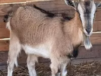 Dişi keçi, West African dwarf goats — foto 2