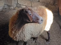 كبش, الأغنام — الصورة 2
