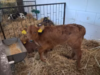Toro, Simmental cattle — foto 7