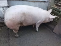 母猪, Pigs — 照片 2