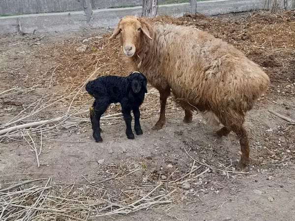 Țap, Capre
