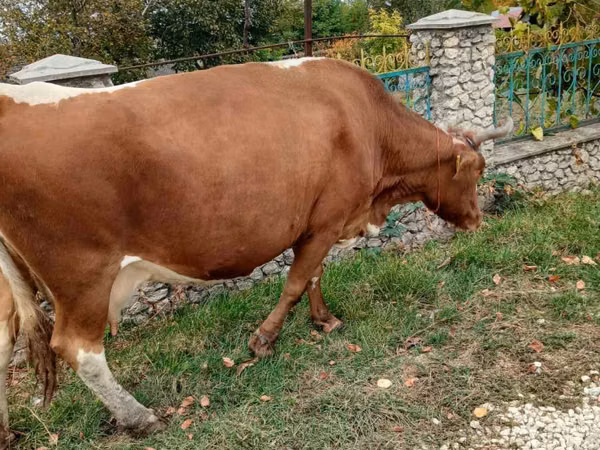 Kuh, Rinder — Republik Moldau