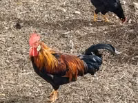 Chickens — الصورة 1