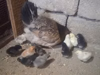 Chickens — foto 1