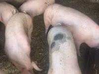 Scroafă, Porci — foto 2