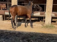 Caballo, Caballos — foto 7