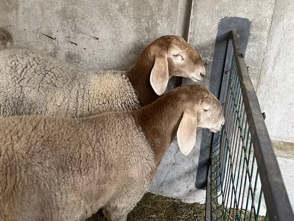 母羊, Arashan sheep