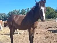 Cavalo, Cavalos — foto 2