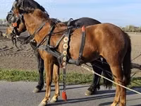 Iapă, Hungarian horse breed — foto 4