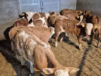 ثور, Simmental cattle — الصورة 1