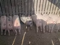 Scroafă, Porci — foto 4