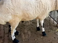 公羊, Sheep — 照片 4