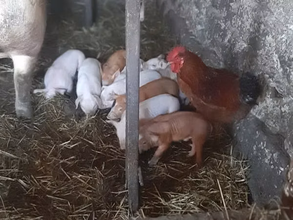 Vier, Porci