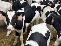 Touro, Raça Holstein — foto 1