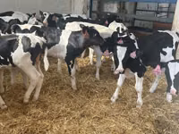 Touro, Raça Holstein — foto 3
