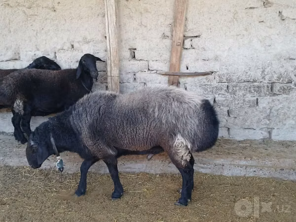 Carneiro, Edilbay sheep