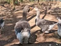 Geese — الصورة 4