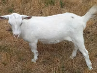 Chèvre, Alpine goat — photo 3
