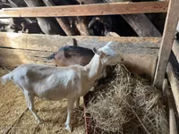 बकरी, Alpine goat — फ़ोटो 2